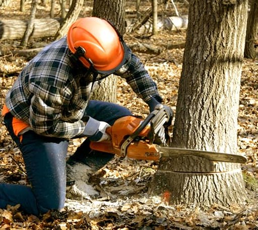 Tree Removal in Keezletown, VA